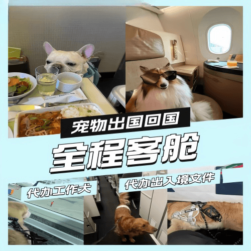 铁岭市宠物托运到白俄罗斯宠物入境规定和要求